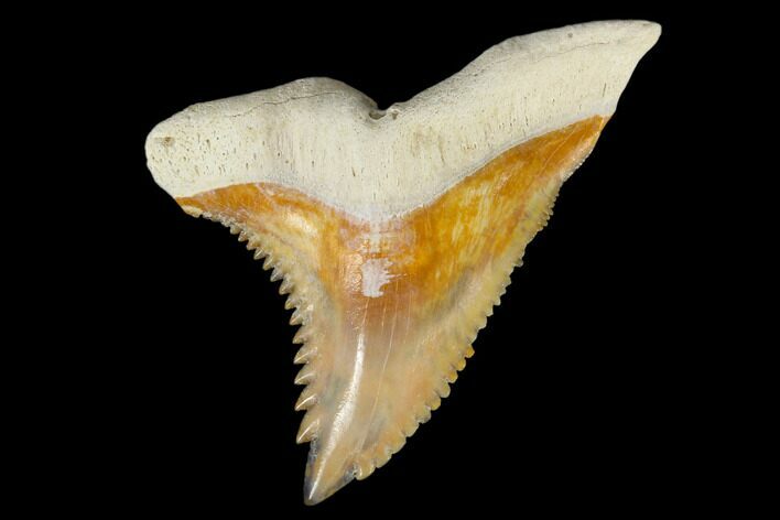 Fossil Shark Tooth (Hemipristis) - Bone Valley, Florida #113800